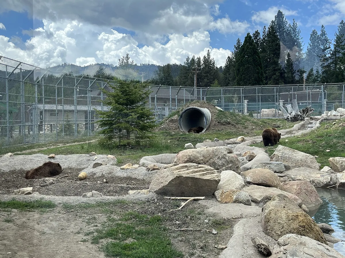 Big Bear Alpine Zoo