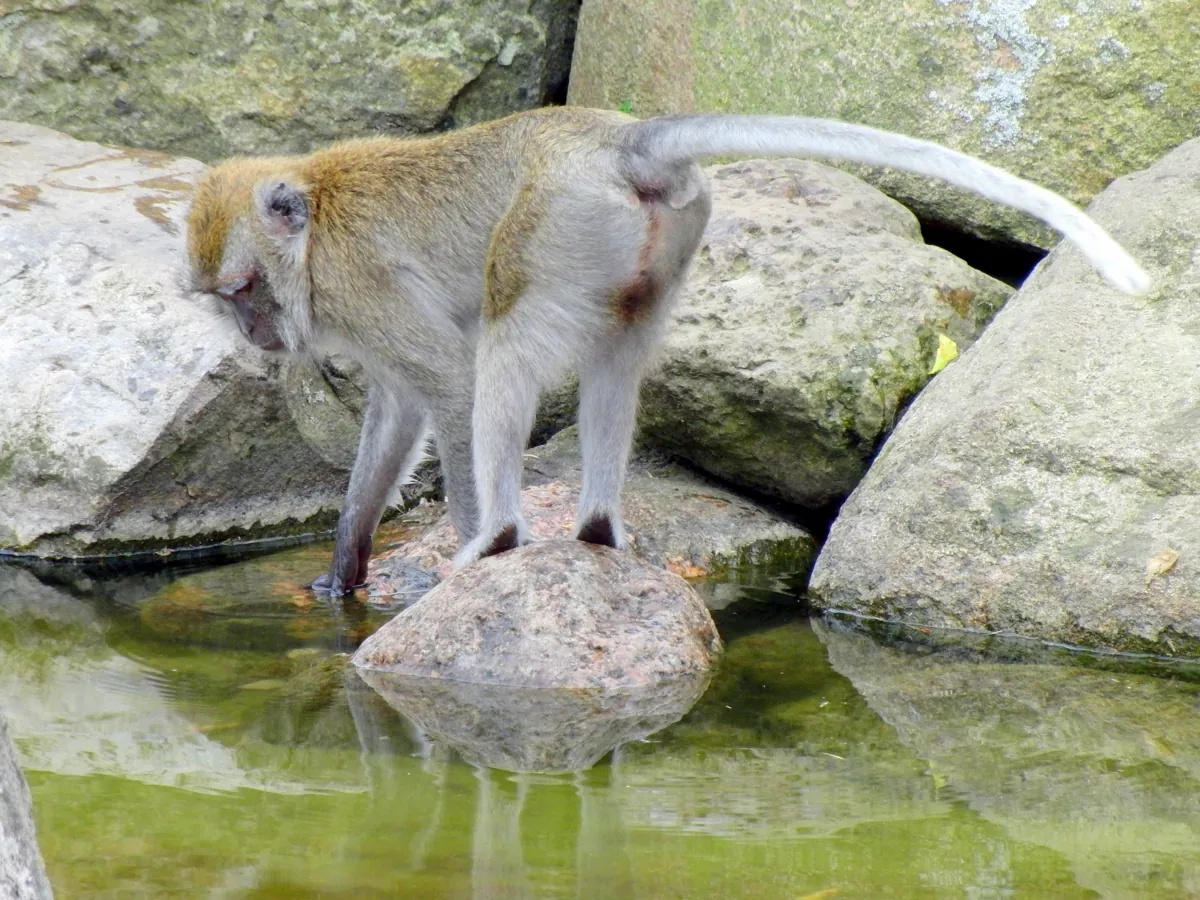 Givskud Zoo