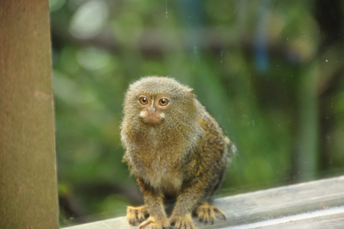 Shaldon Zoo