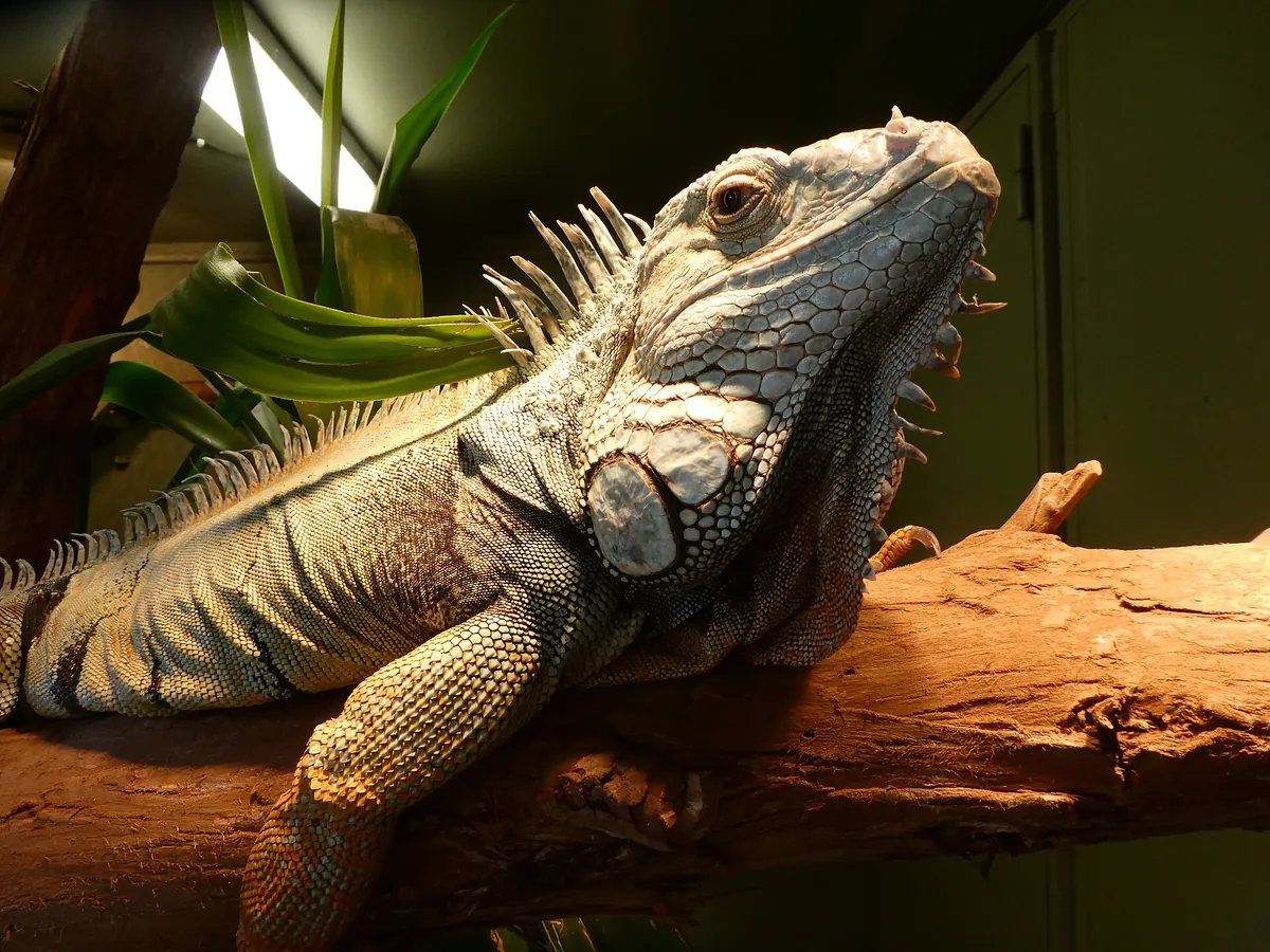 Halls Gap Zoo