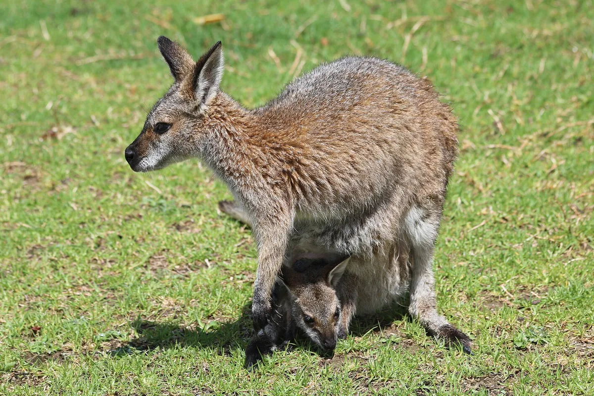 Symbio Wildlife Park