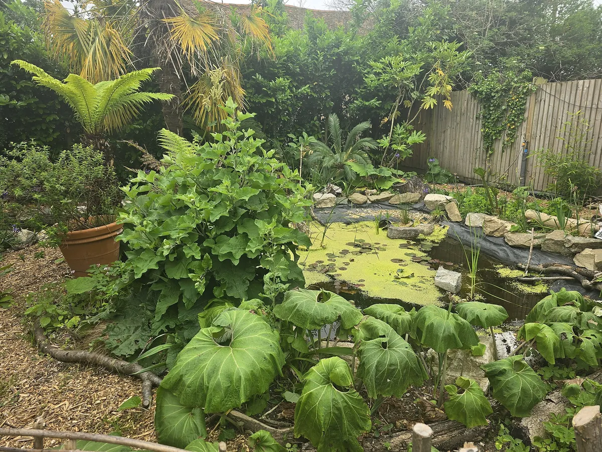 The Living Rainforest