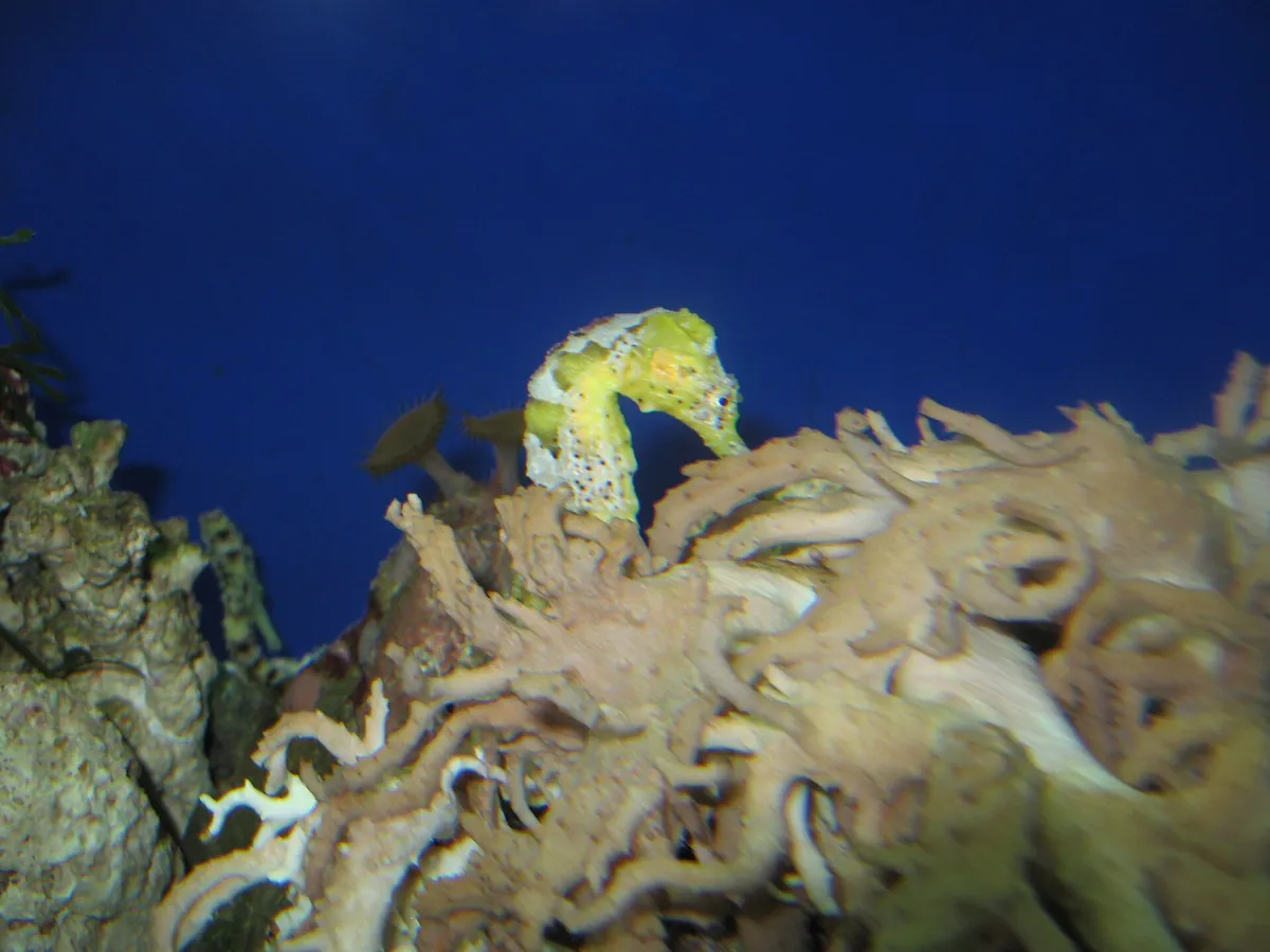 Oklahoma Aquarium