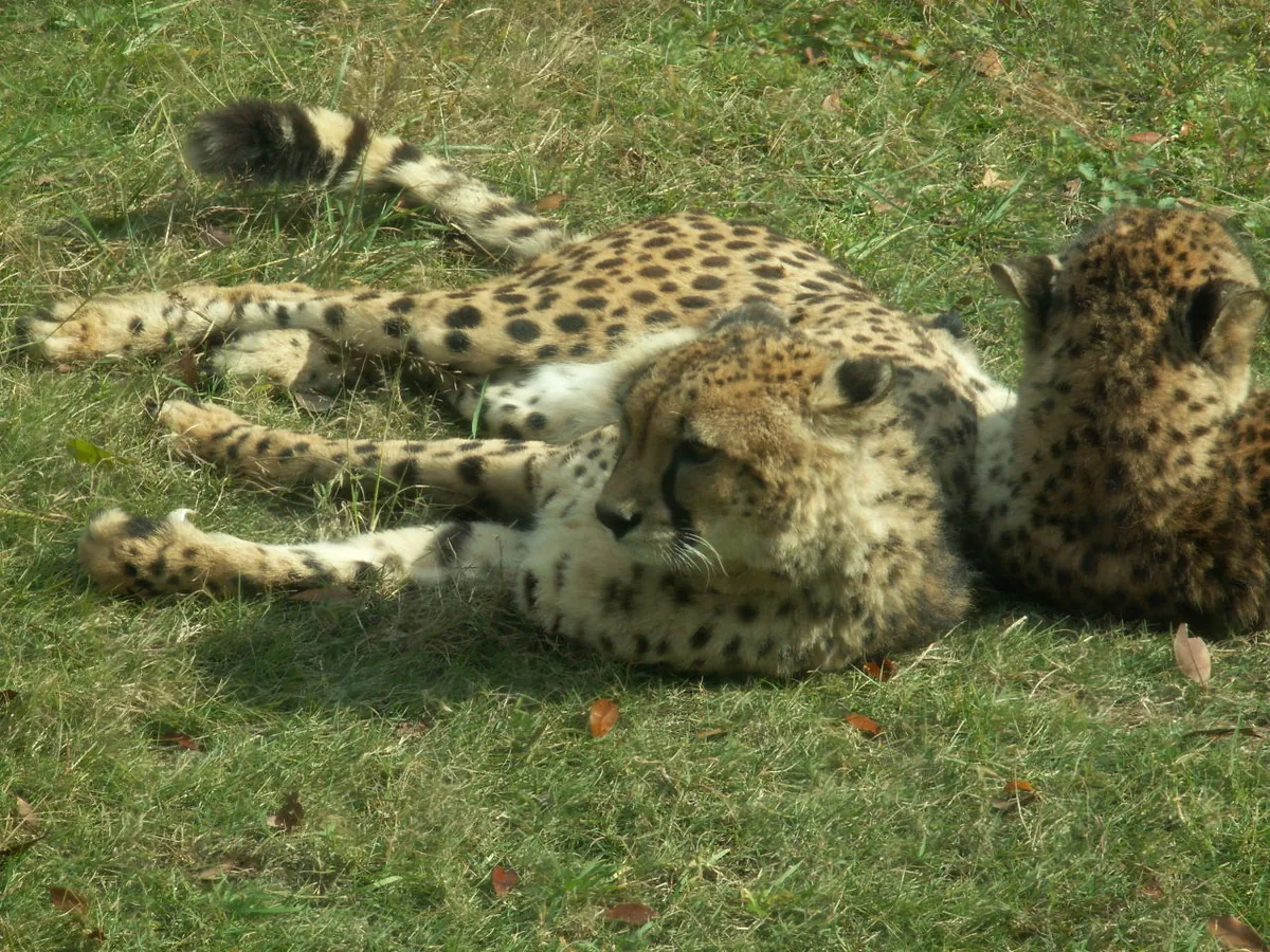 Akiyoshidai Safari Land
