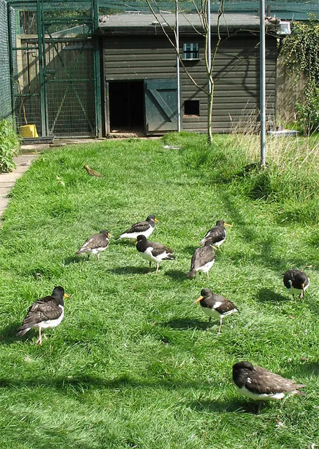 Golders Hill Park Zoo