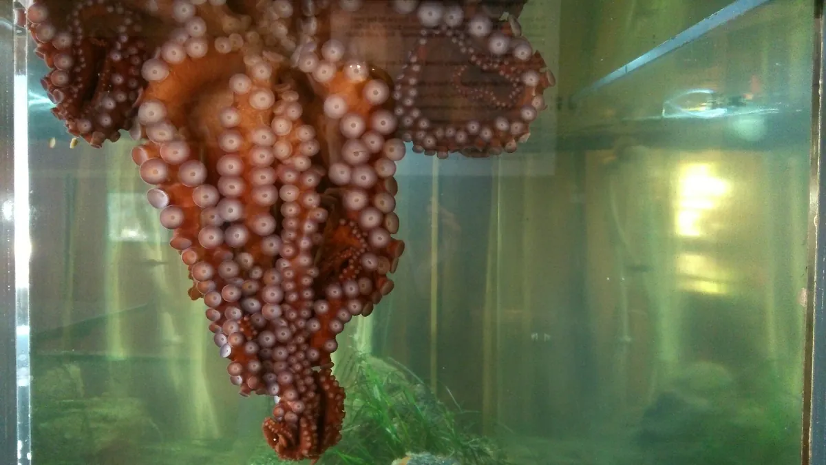 Ucluelet Aquarium