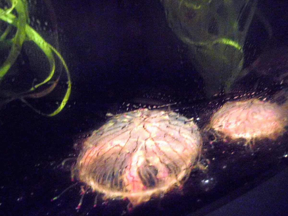 New England Aquarium