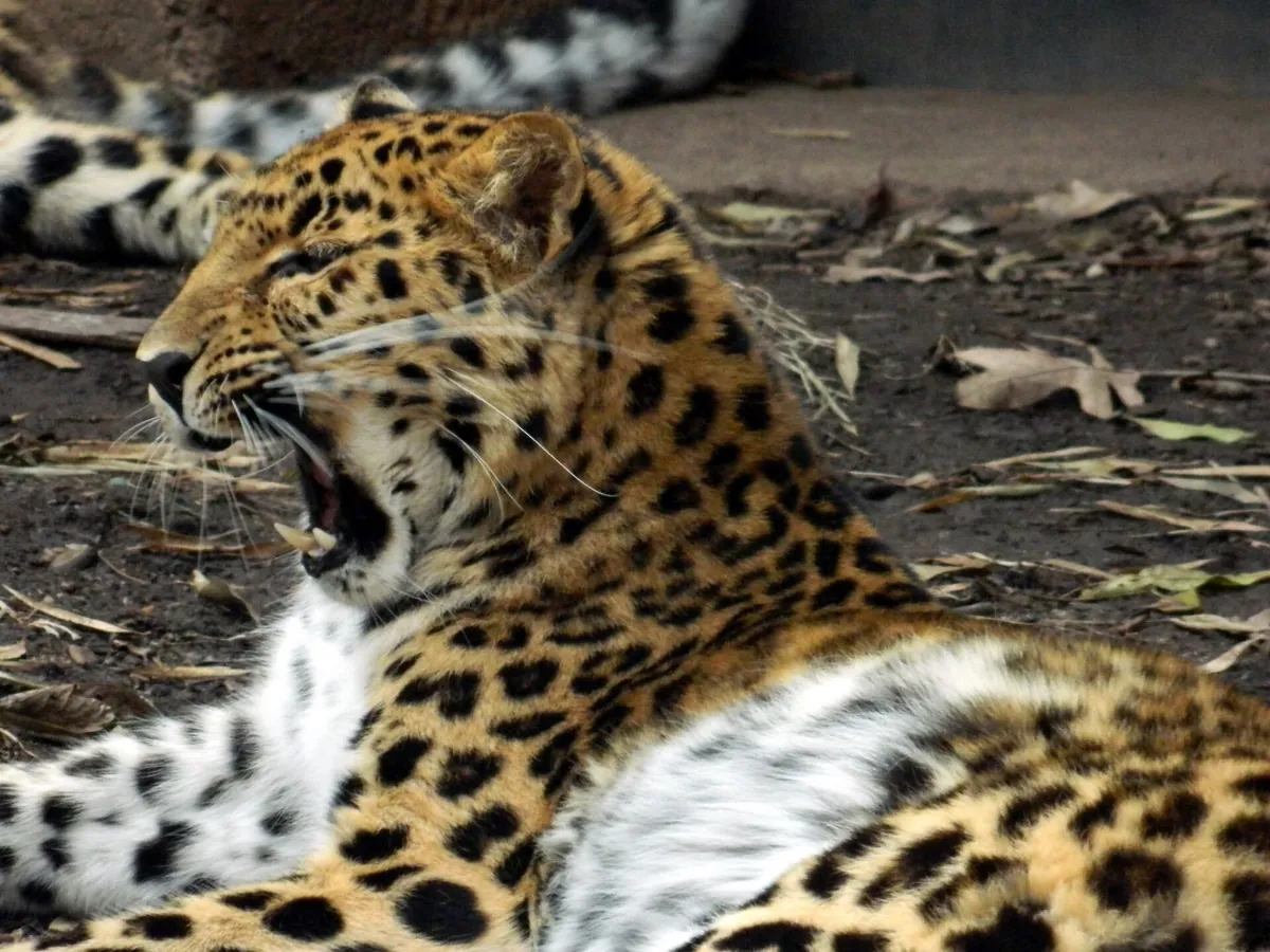 Greenville Zoo