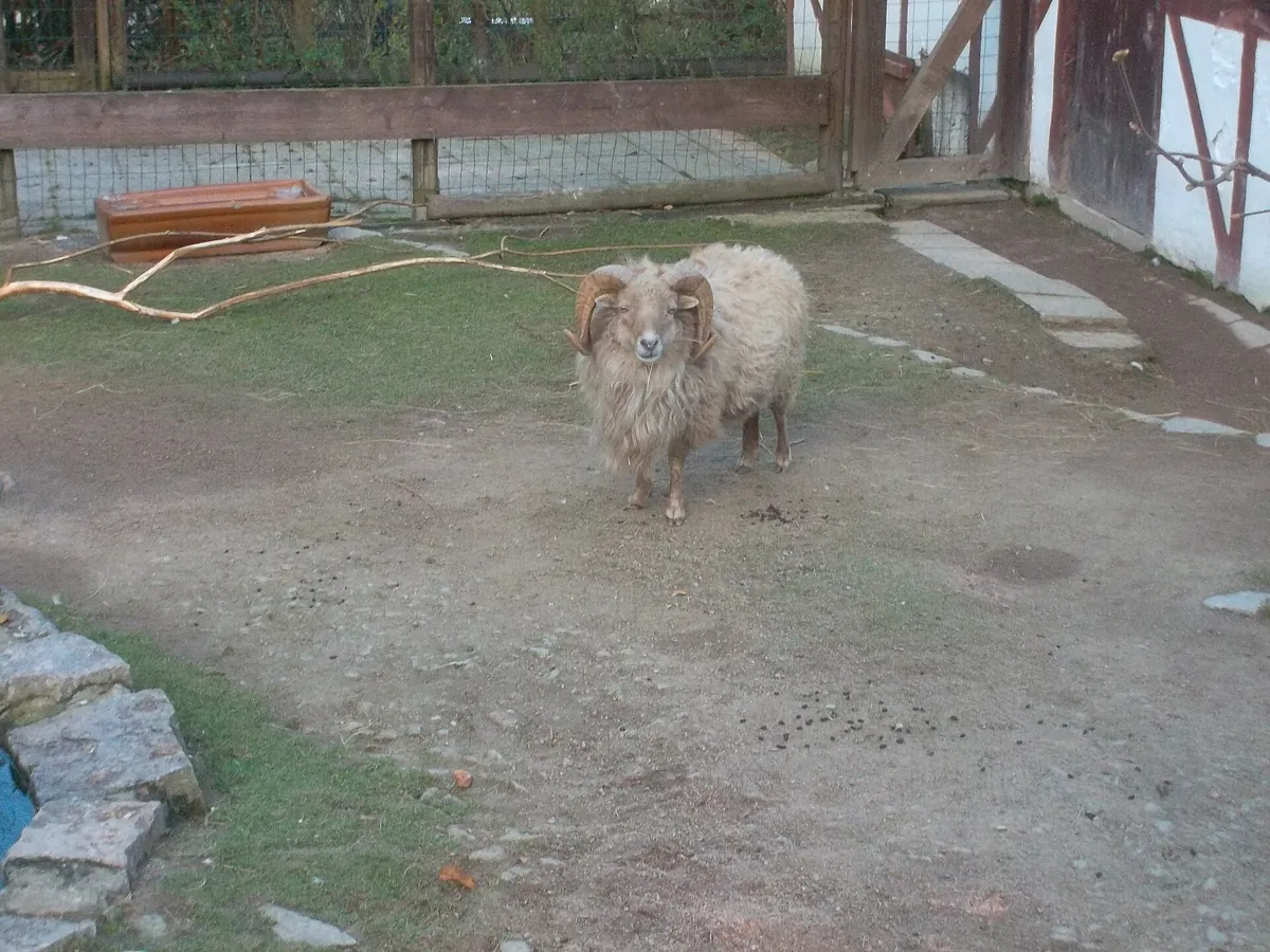 Zoo der Minis