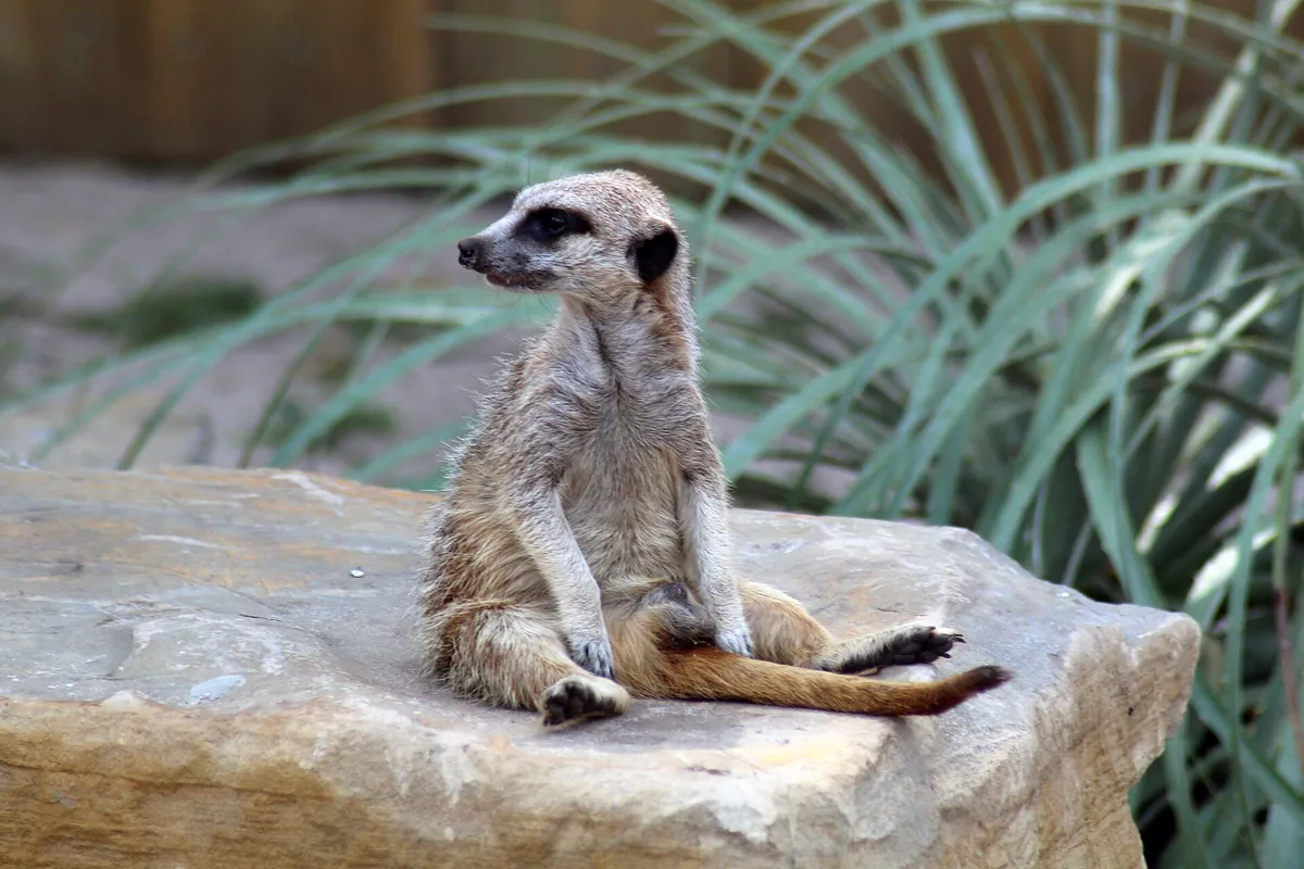 Labenne's zoo