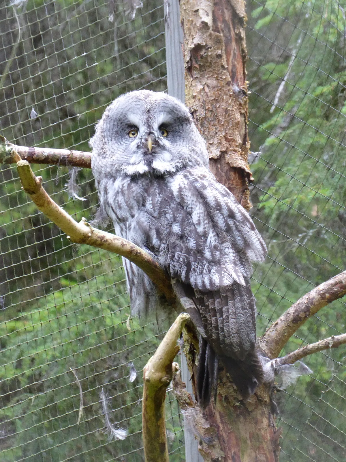 Järvzoo