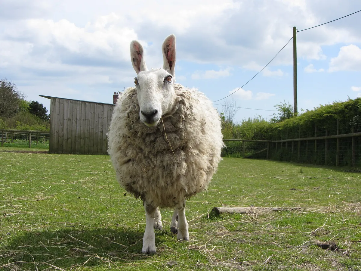 Folly Farm