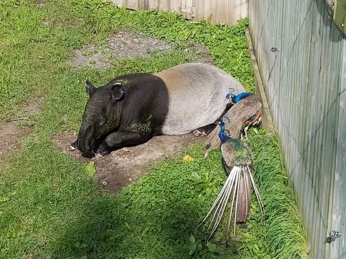 Parc Safari