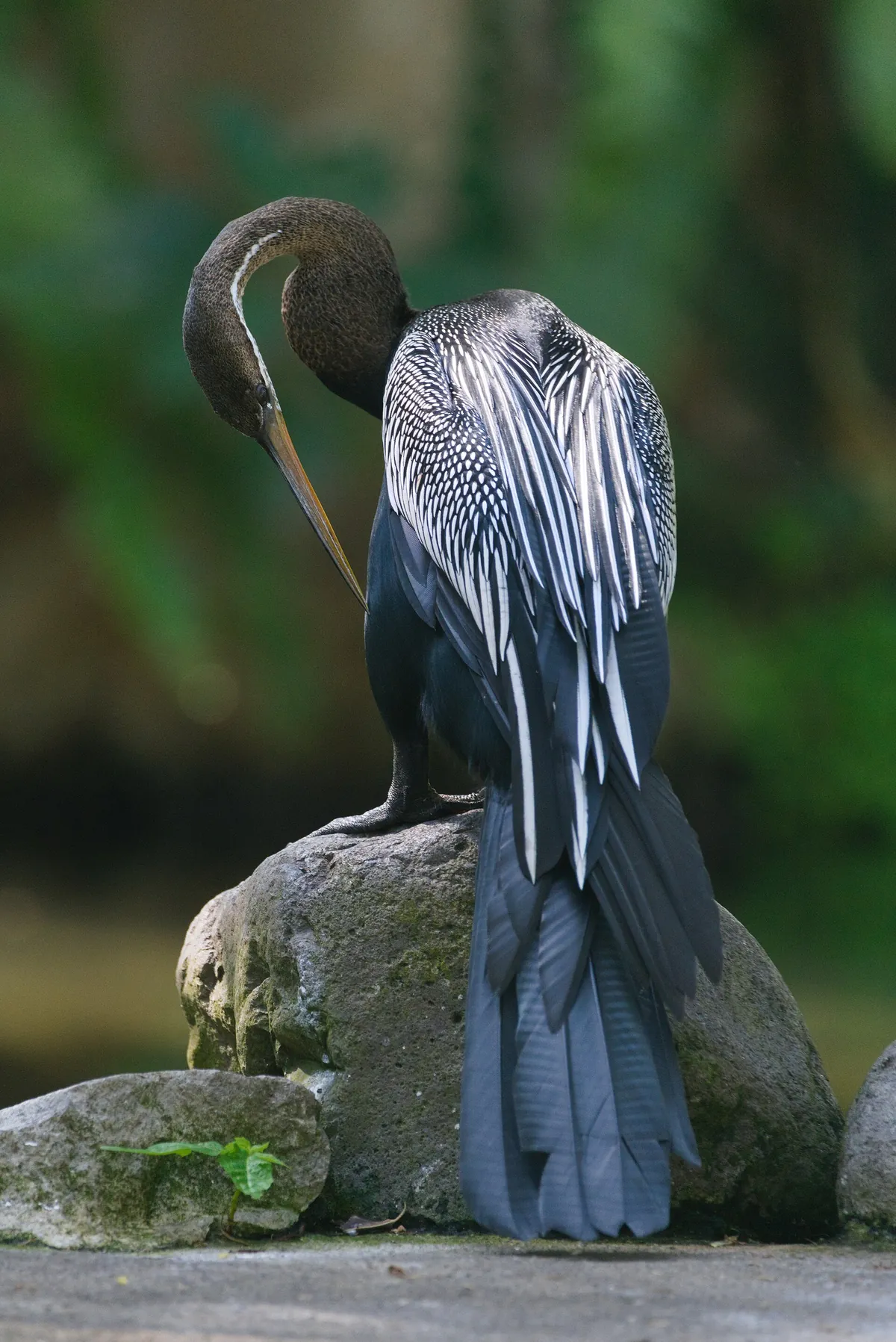 Bali Bird Park