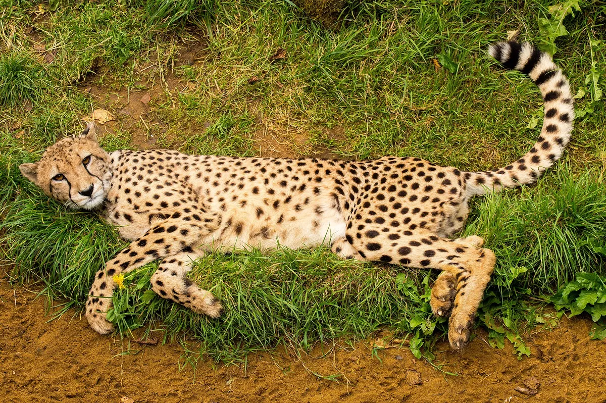 Hertfordshire Zoo