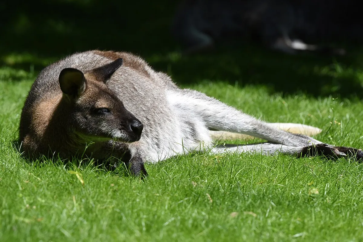 Zoo de Servion