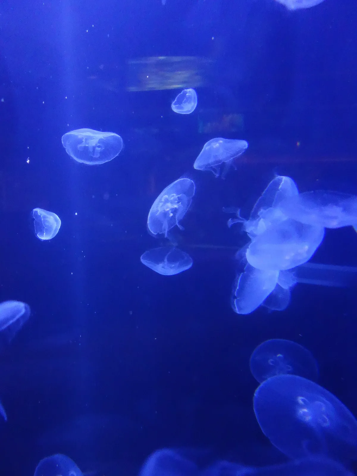 North Carolina Aquarium at Fort Fisher