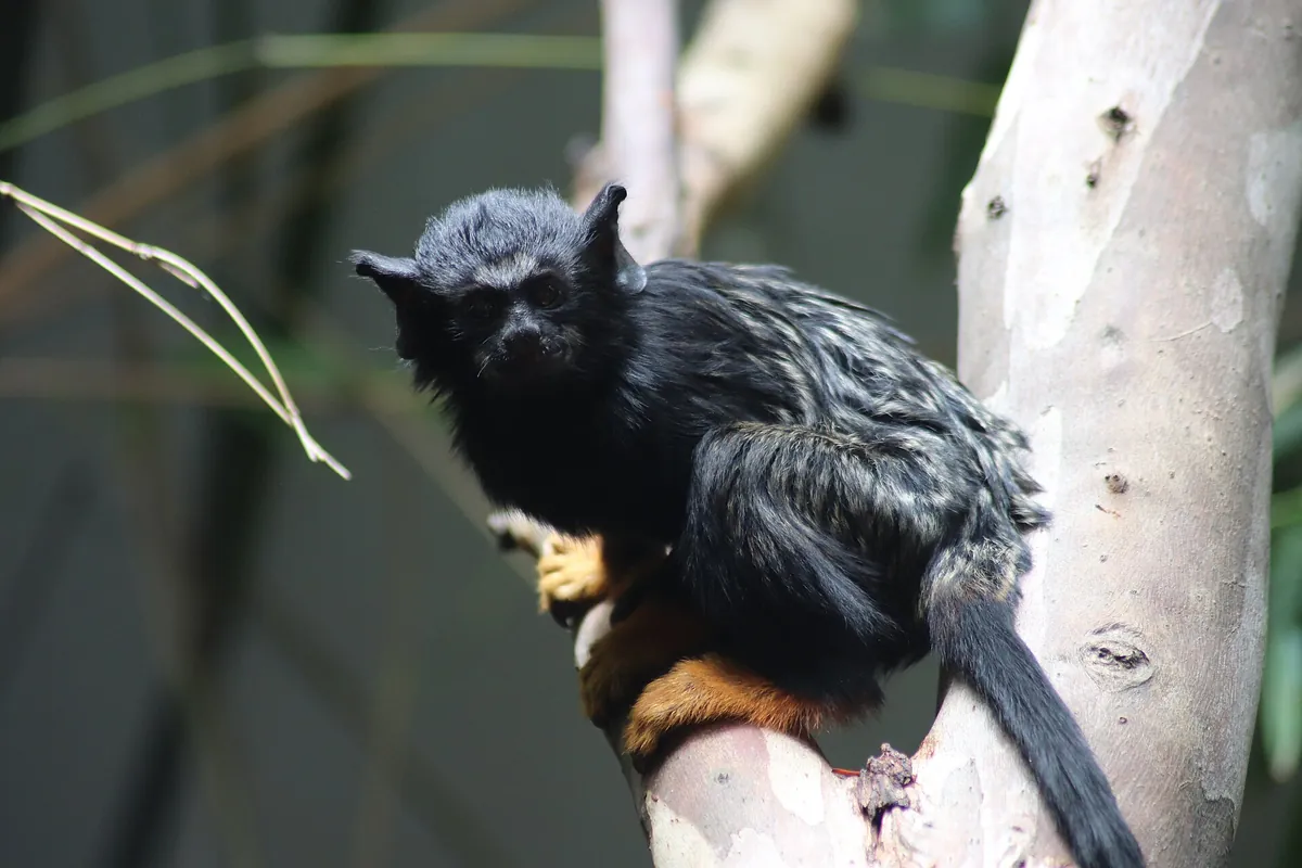 Darling Downs Zoo