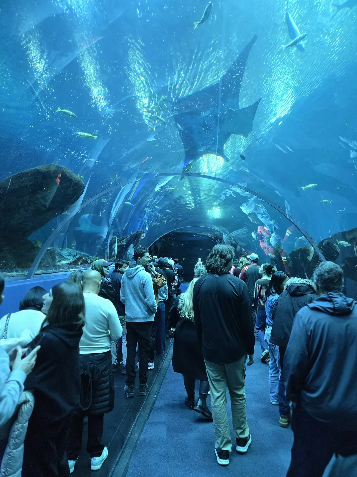 Georgia Aquarium
