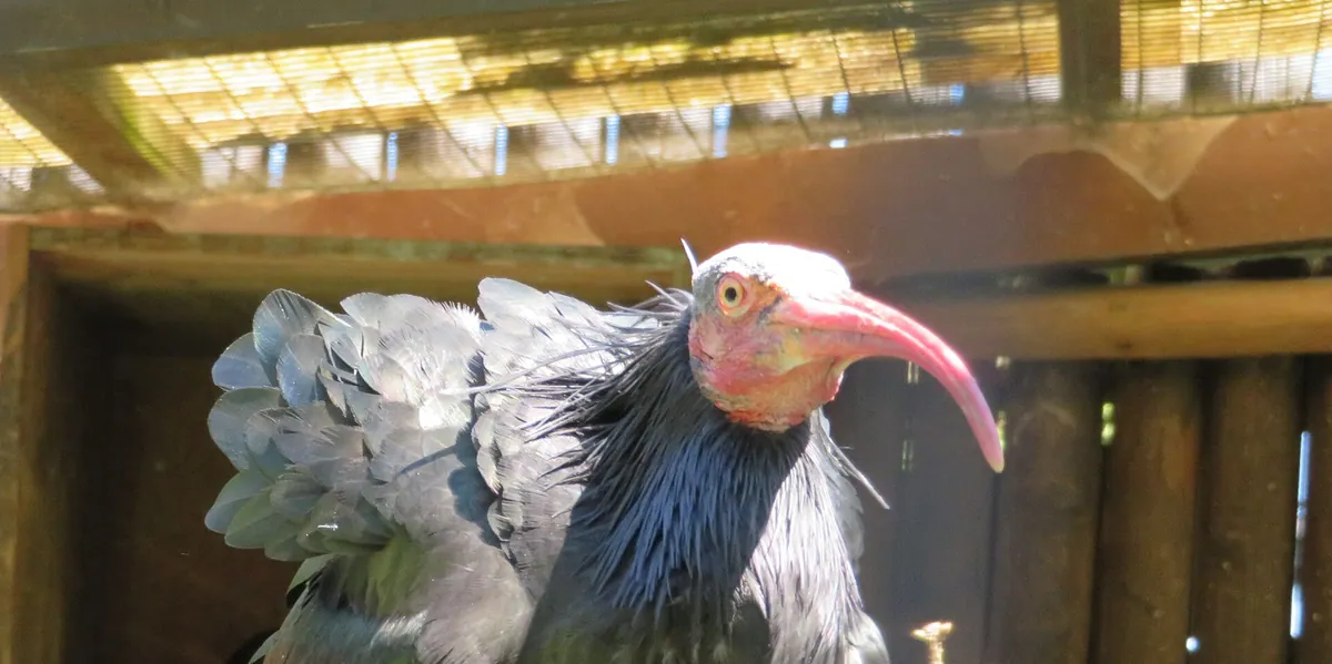 Schwarzwaldzoo Waldkirch