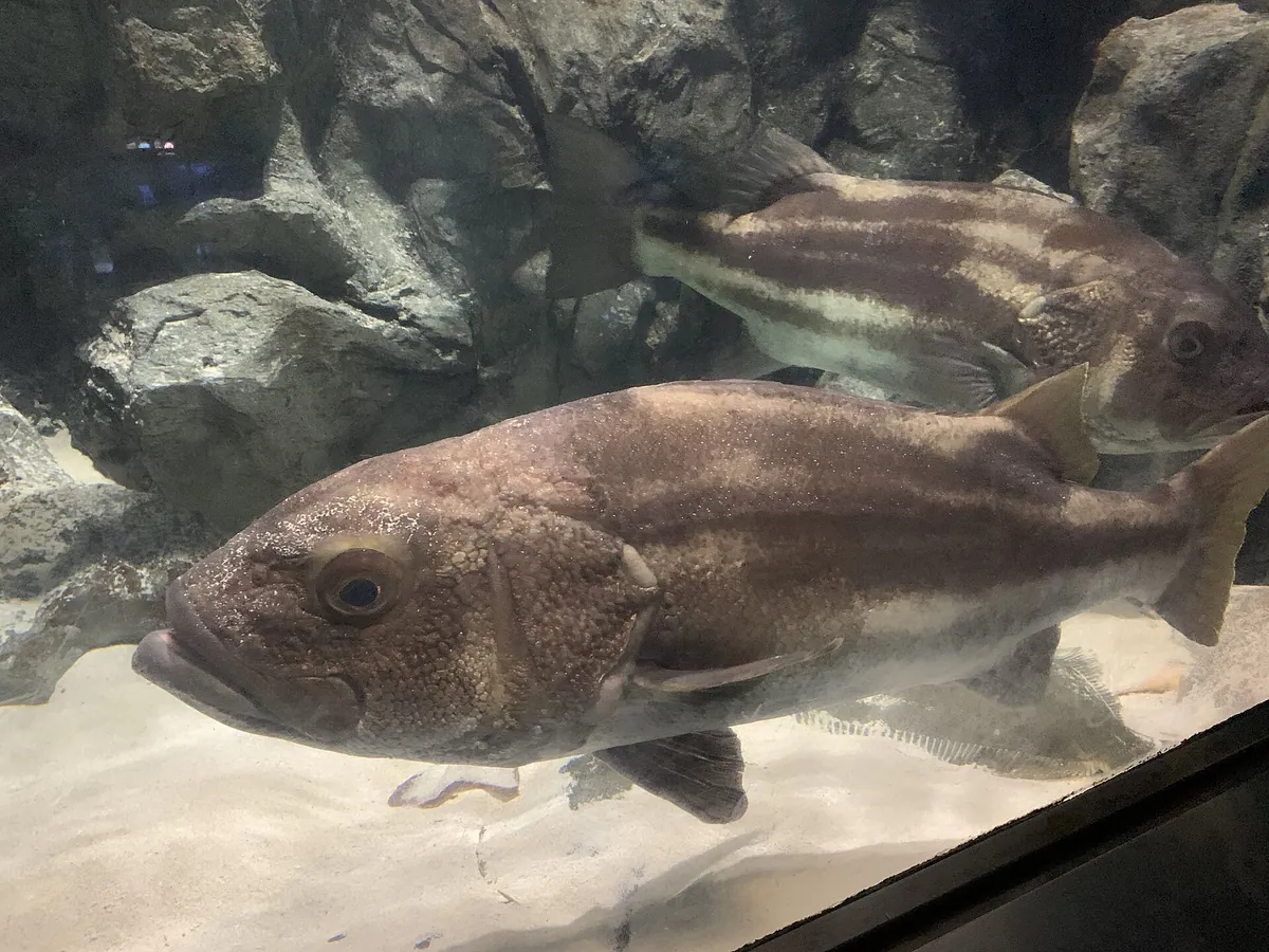 Toba Aquarium