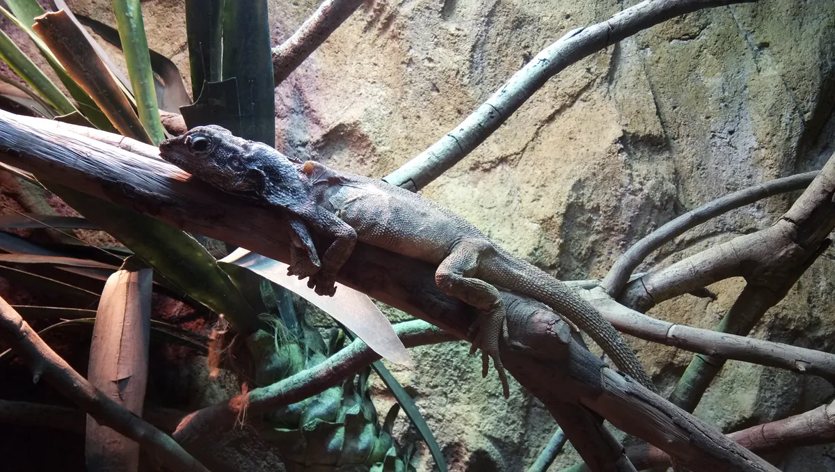 Batu Secret Zoo