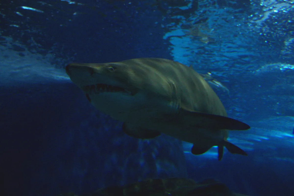 Shanghai Ocean Aquarium