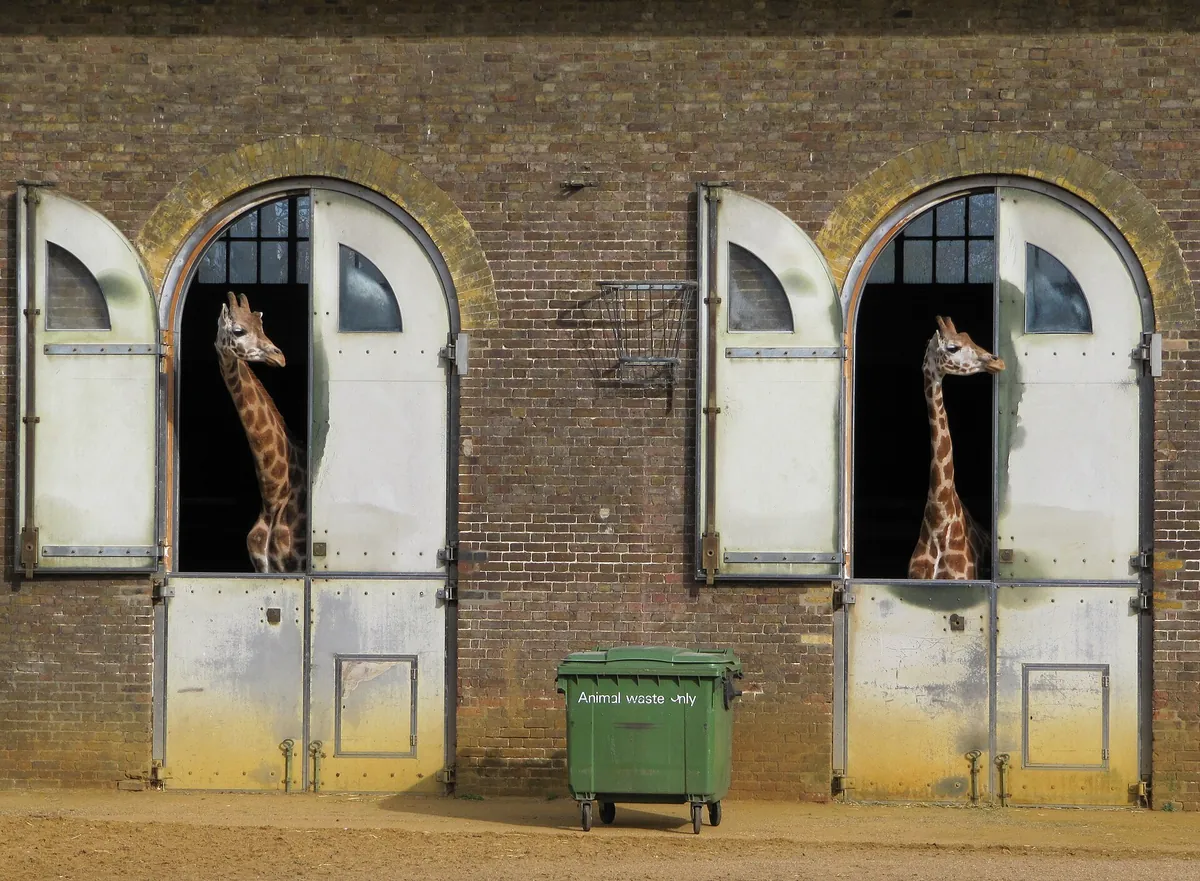 Giraffe House