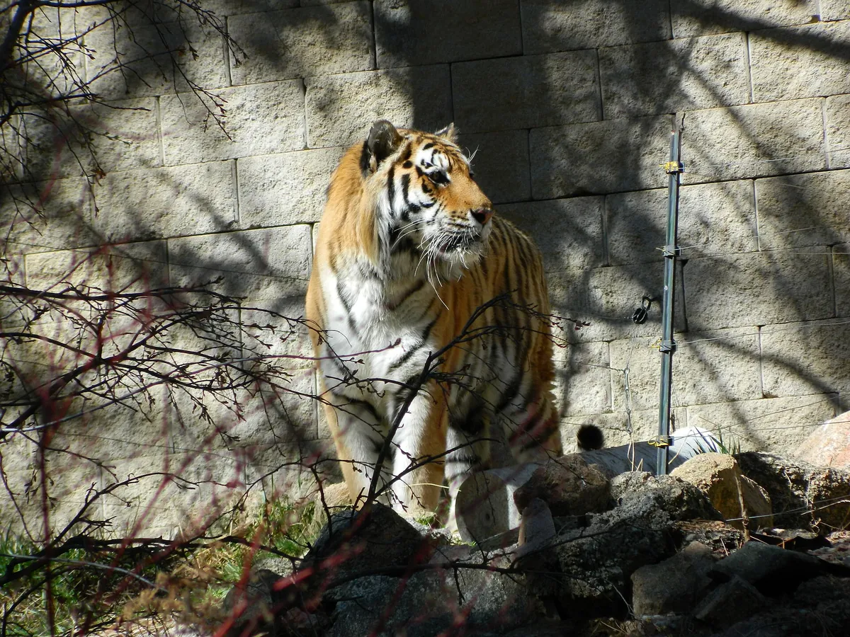 Cheyenne Mountain Zoological Park