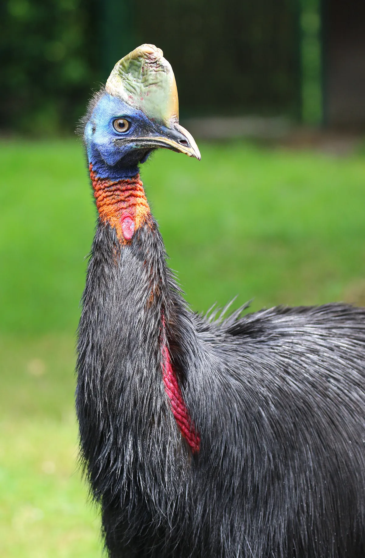 Walsrode World Bird Park