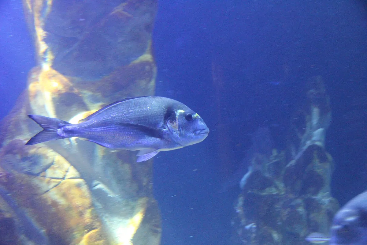 Cala Gonone aquarium
