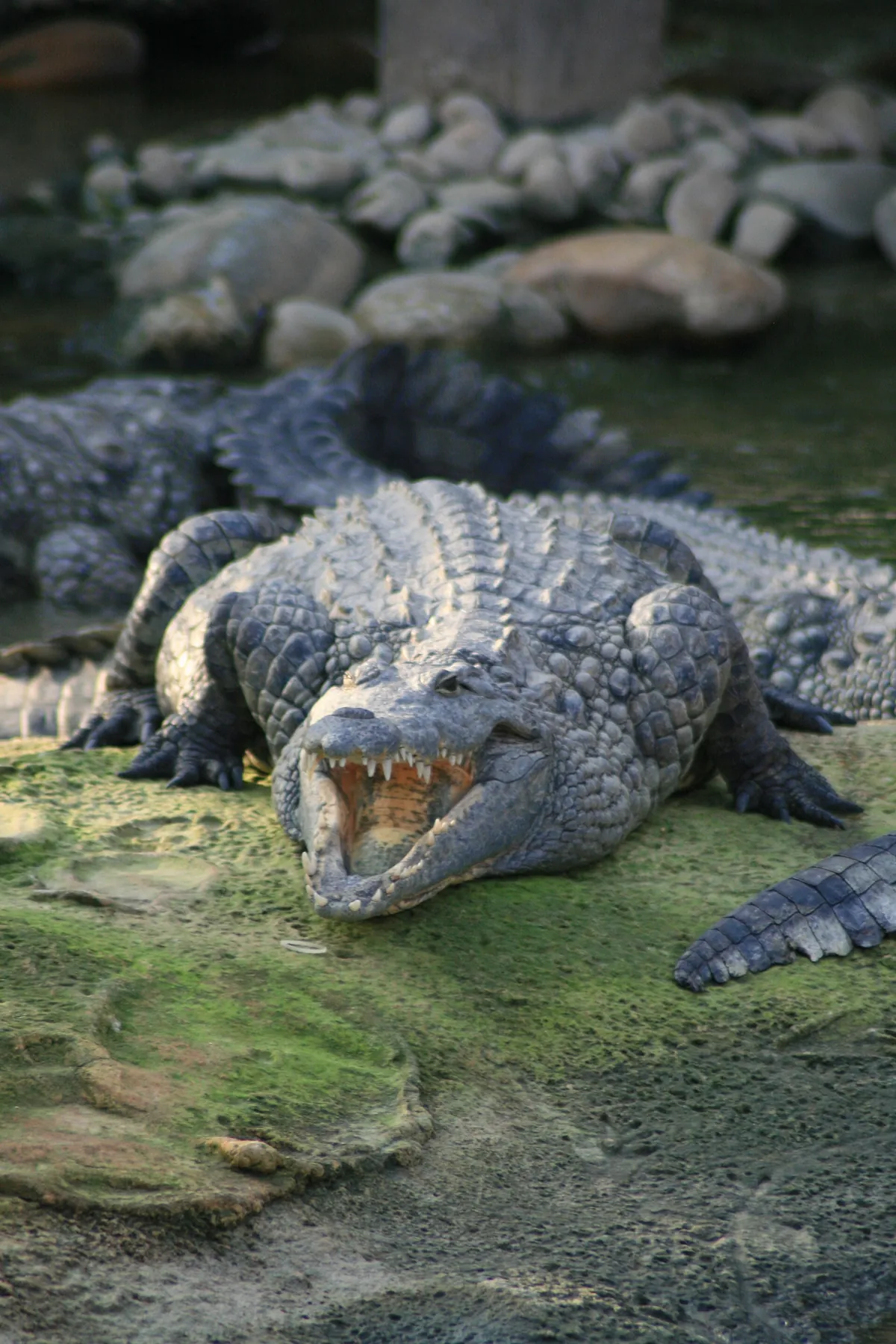La Ferme aux crocodiles