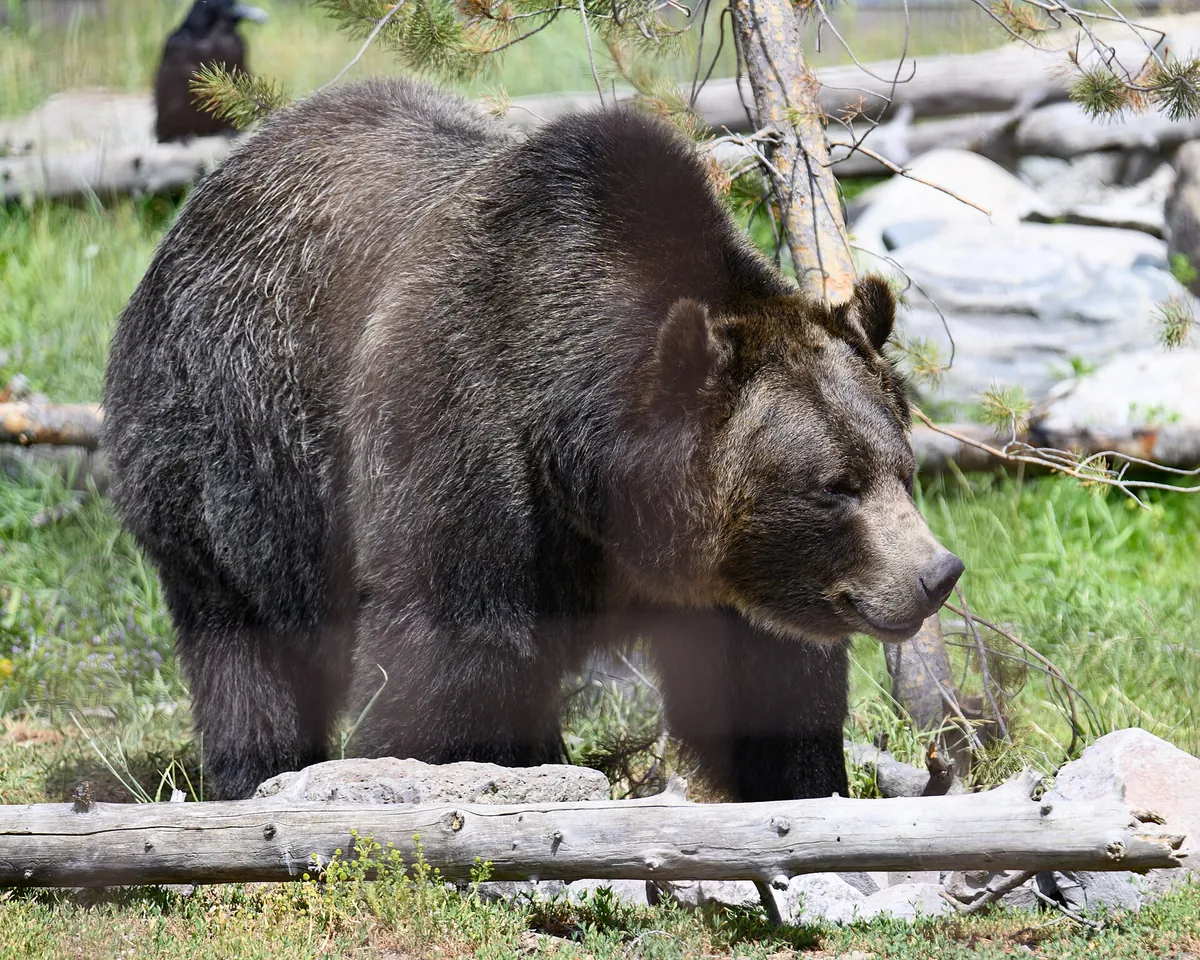 Grizzly & Wolf Discovery Center
