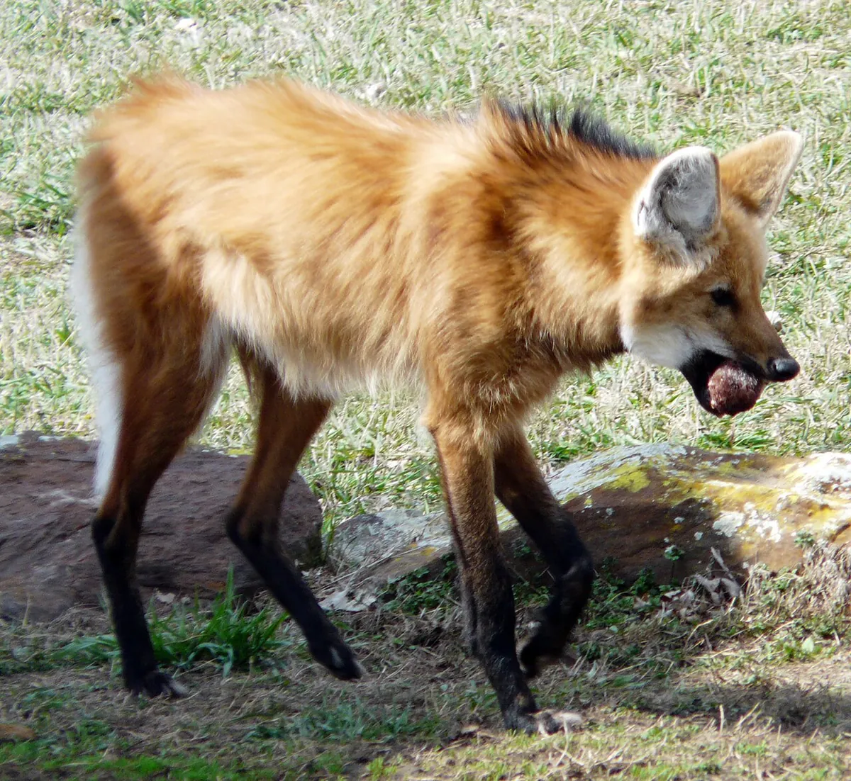 Rolling Hills Zoo