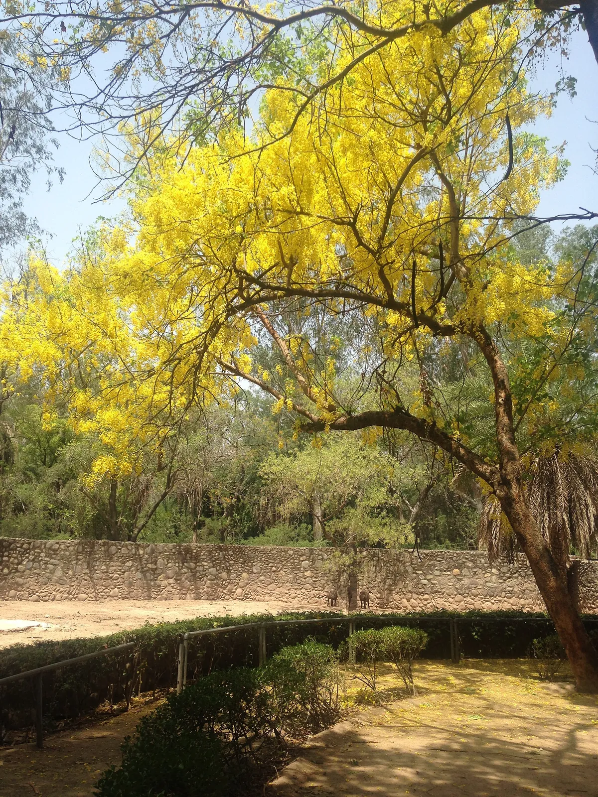 Chhatbir Zoo