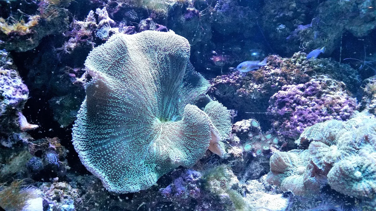 Sealife Adventure, Southend-on-Sea
