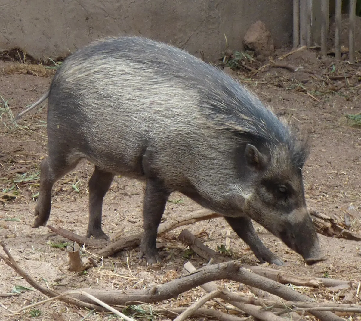 Reid Park Zoo