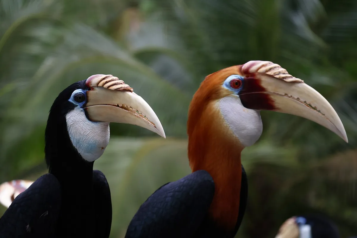 Bird Paradise