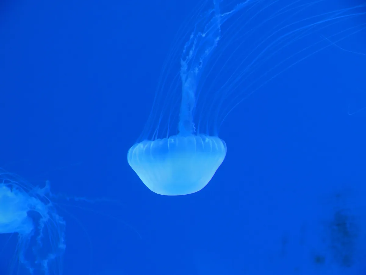 Aquarium of Veracruz