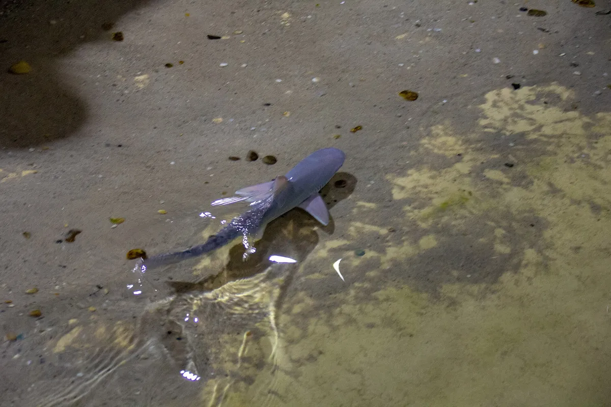 Long Island Aquarium and Exhibition Center