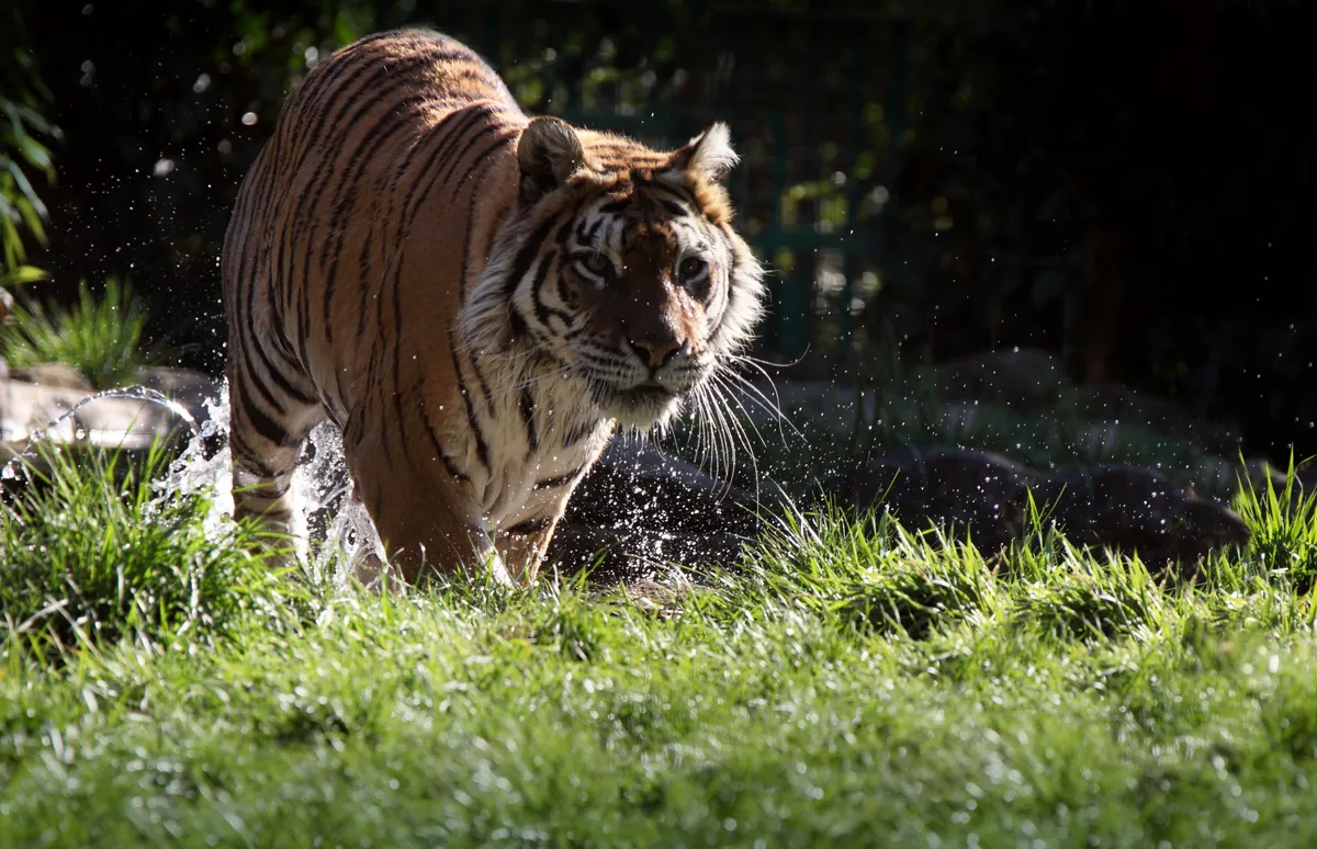 Hertfordshire Zoo