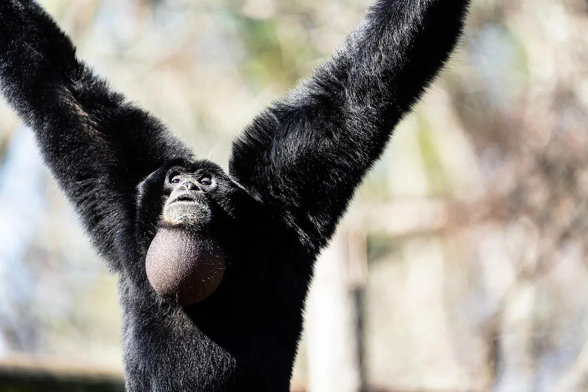 Little Rock Zoological Gardens
