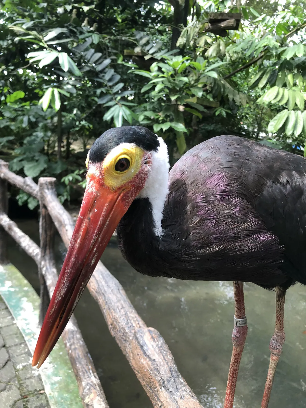 Zoo Negara