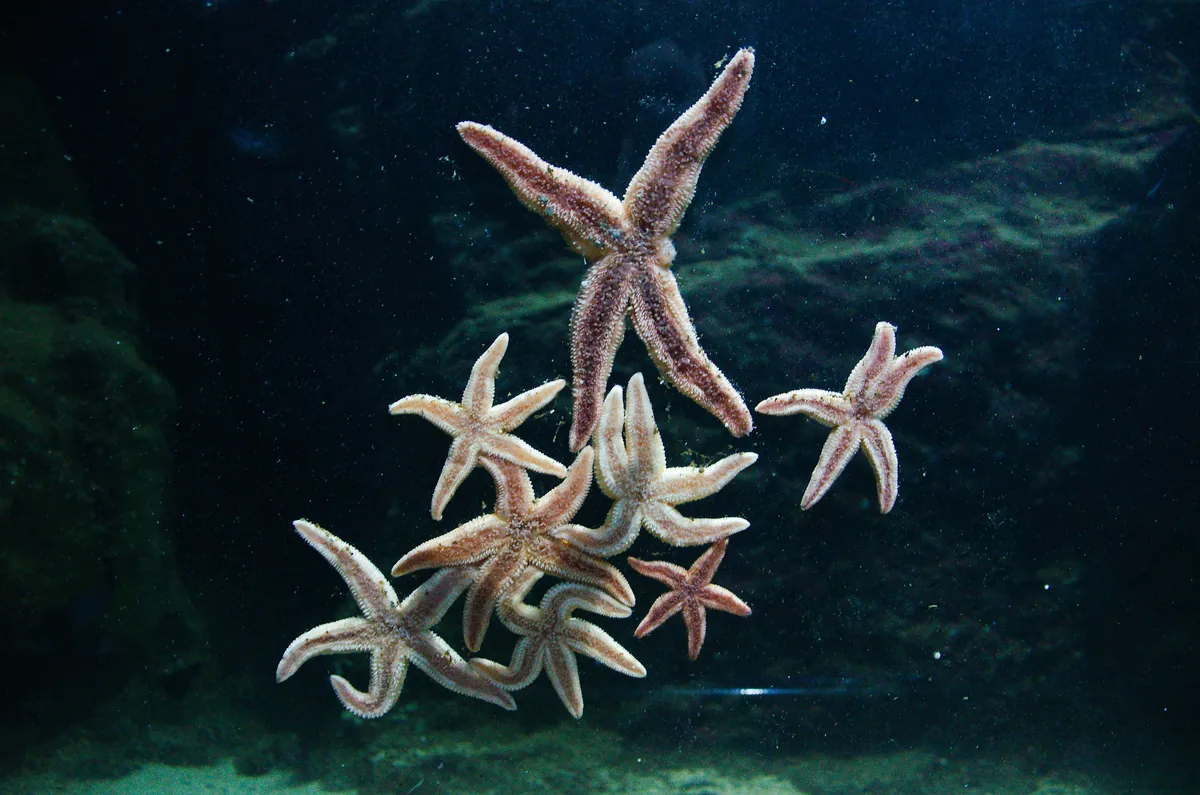 Deep Sea World