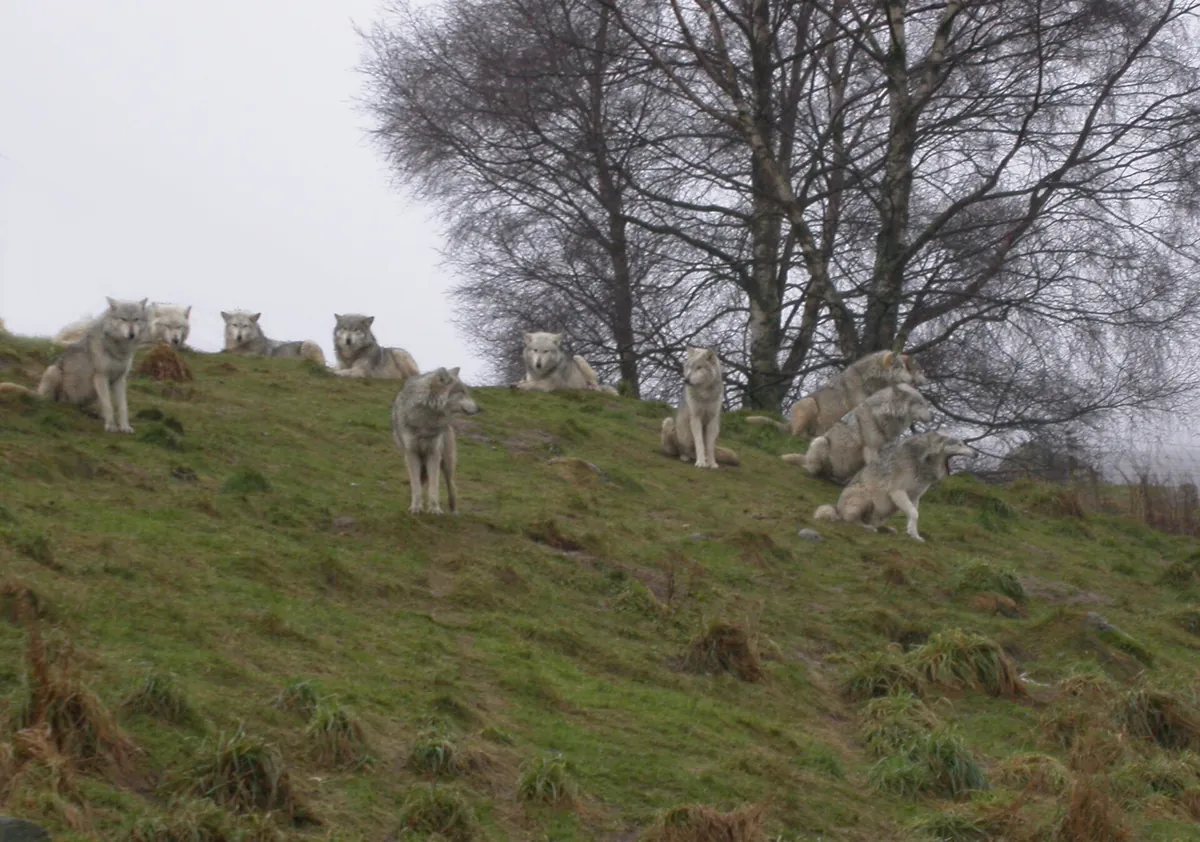 RZSS Highland Wildlife Park