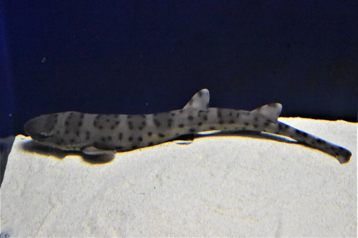 Aqua World