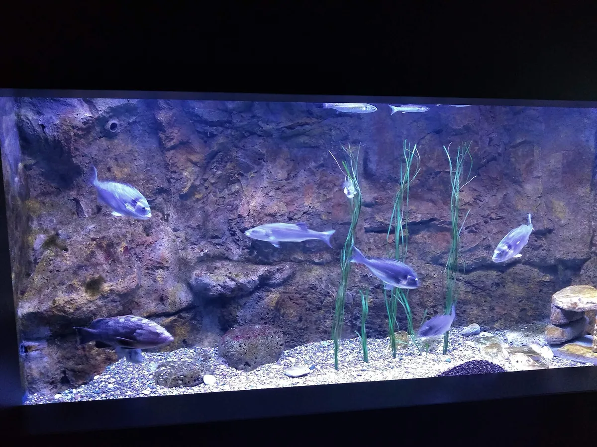 Aquarium Boka