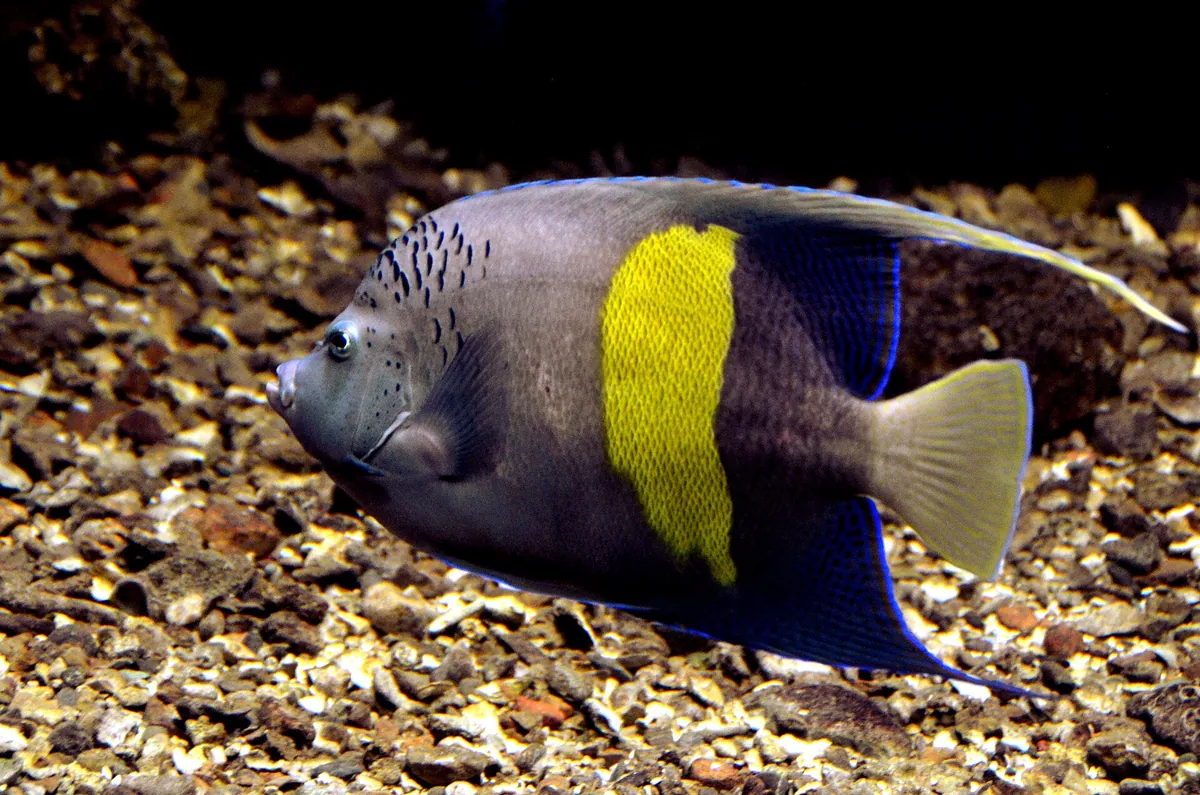 Red Sea Aquarium