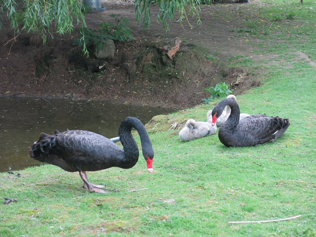 Bois d'Attilly
