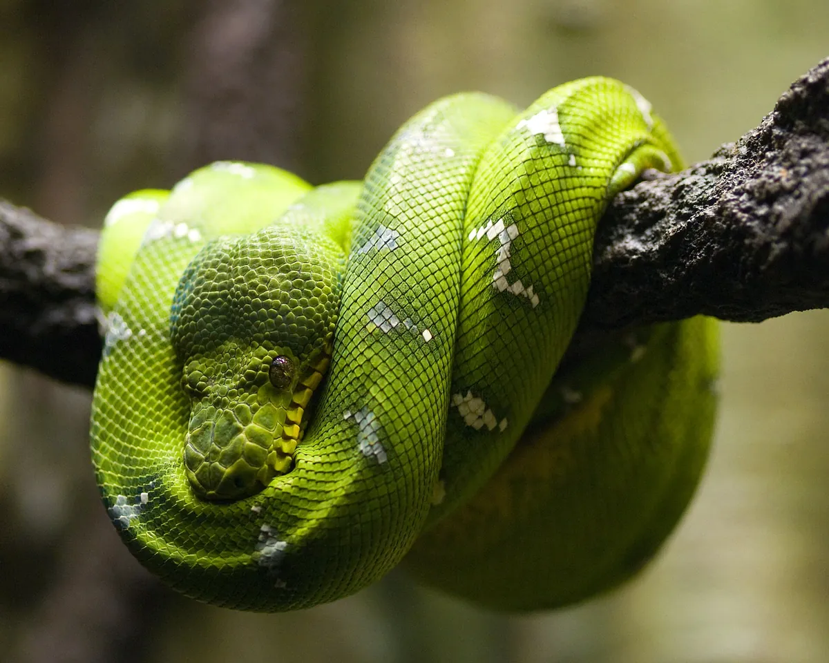 Clyde Peeling's Reptiland